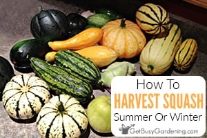 When & How To Harvest Squash - Picking Winter Or Summer Squash