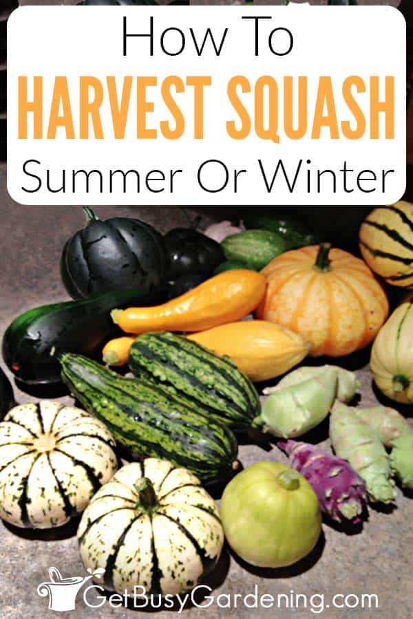 How To Harvest Squash: Summer Or Winter