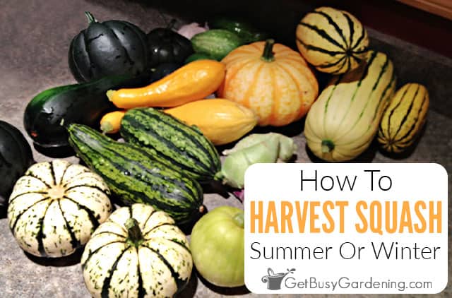 When & How To Harvest Squash - Picking Winter Or Summer Squash