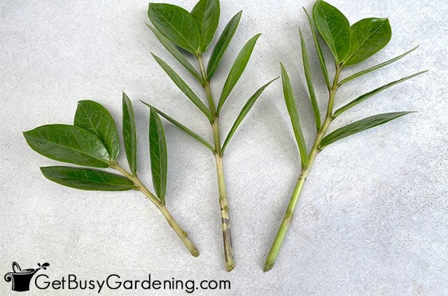Healthy zamioculcas zamiifolia cuttings ready to root