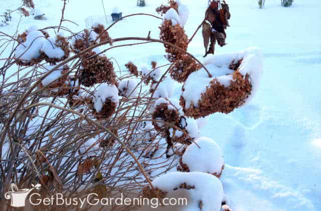 Hydrangea being weighed down after a snowstorm