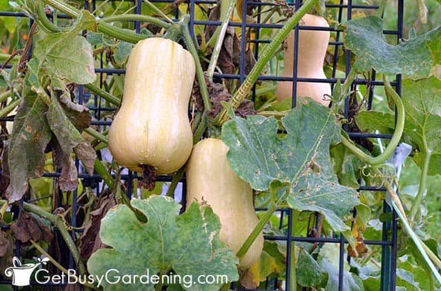 More than one squash on a plant