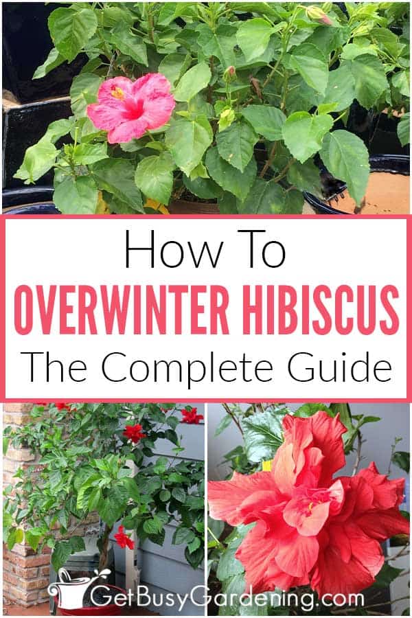 How To Overwinter Hibiscus The Complete Guide