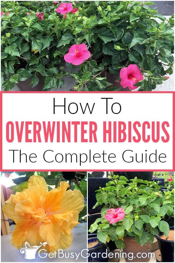 How To Overwinter Hibiscus The Complete Guide