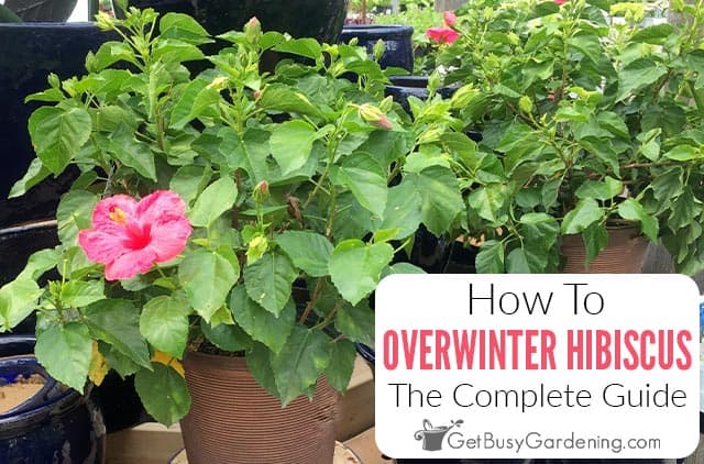 How To Overwinter Tropical Hibiscus Plants Indoors