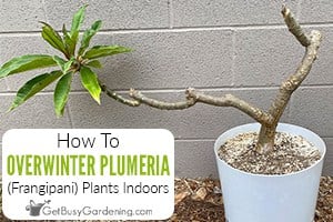 How To Overwinter Plumeria (Frangipani) Plants Indoors