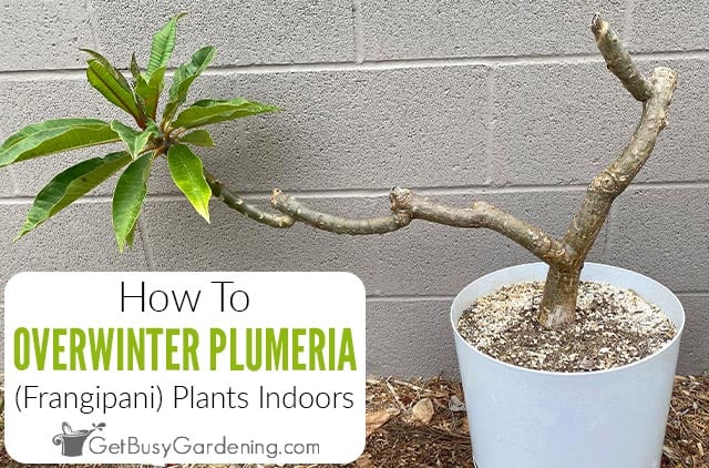 How To Overwinter Plumeria (Frangipani) Plants Indoors