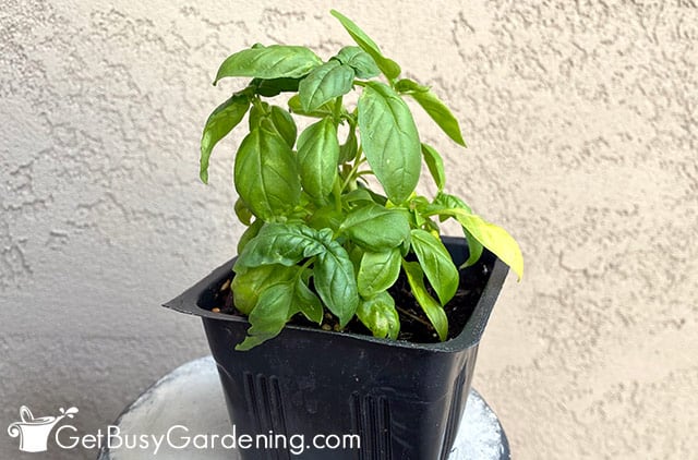 Propagated baby basil plant potted up