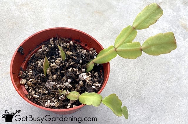 Propagated baby Christmas cactus potted up