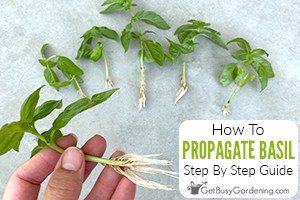 How To Propagate Basil - A Step By Step Guide