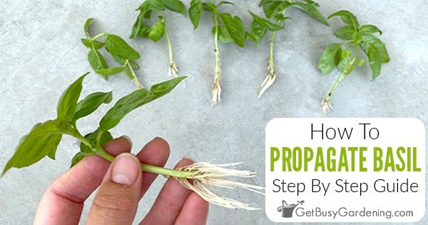 How To Propagate Basil A Step By Step Guide Get Busy Gardening