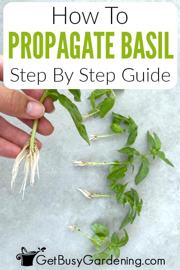How To Propagate Basil Step By Step Guide