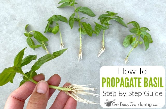How To Propagate Basil - A Step By Step Guide