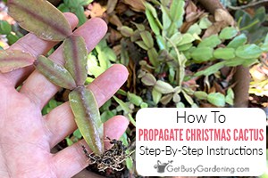 Propagating Christmas Cactus From Cuttings Or By Division