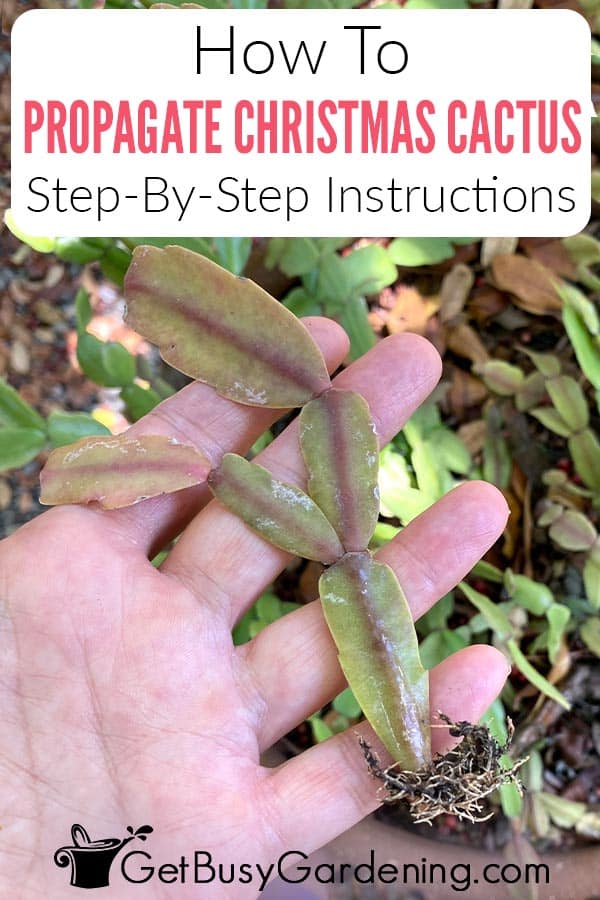 How To Propagate Christmas Cactus Step-By-Step Instructions
