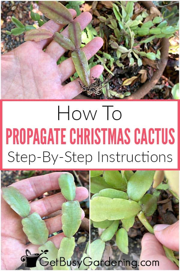 How To Propagate Christmas Cactus Step-By-Step Instructions