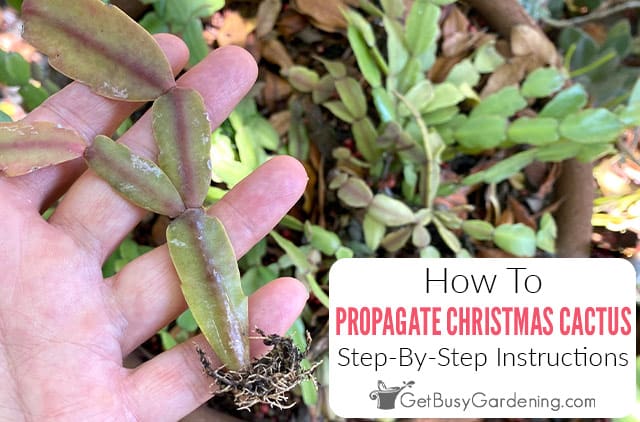 Propagating Christmas Cactus From Cuttings Or By Division