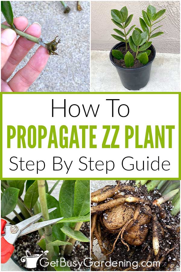How To Propagate ZZ Plant Step By Step Guide