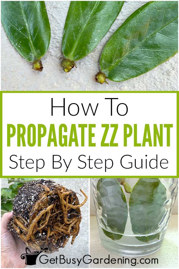 How To Propagate ZZ Plant Step By Step Guide
