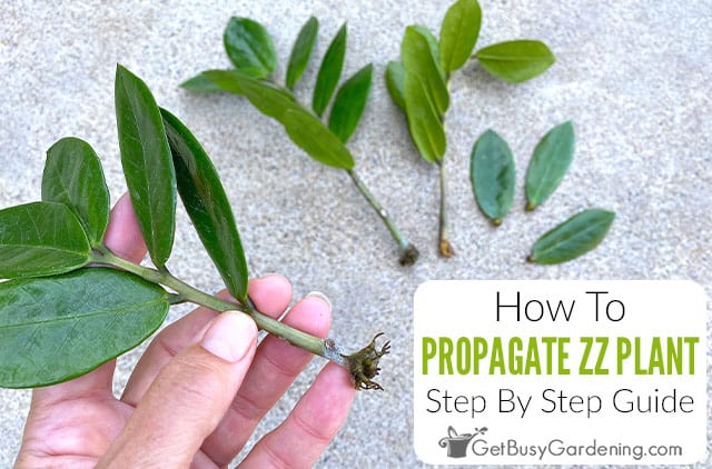 Propagating ZZ Plants From Cuttings Or Division