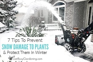 7 Tips For Protecting Plants From Snow Damage