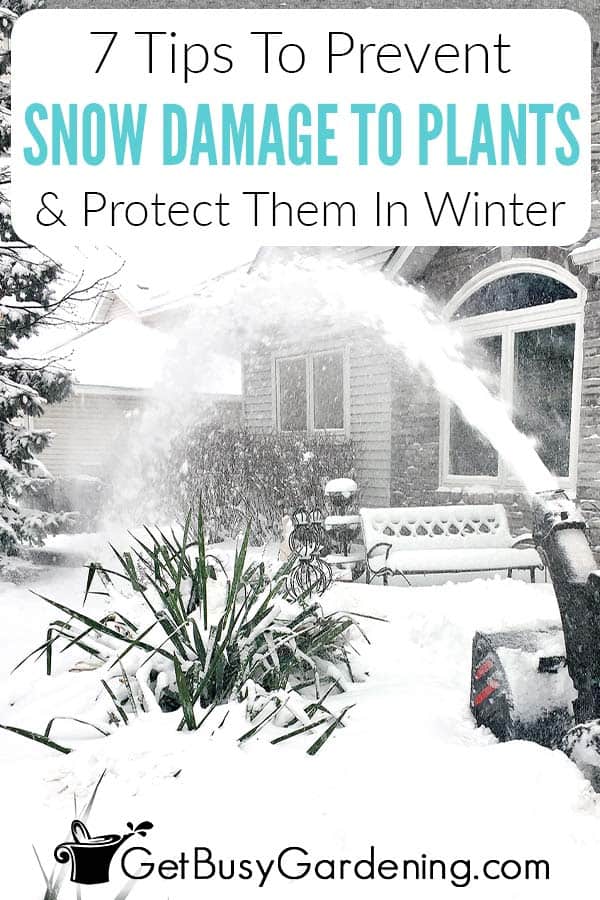 7 Tips To Prevent Snow Damage To Plants & Protect Them In Winter