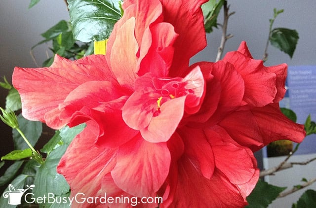 Red double hibiscus flower during winter
