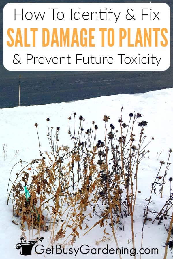 How To Identify & Fix Salt Damage To Plants & Prevent Future Toxicity