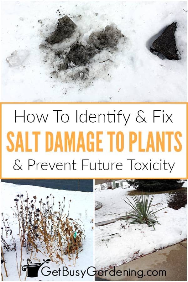 Avoid Salt & Ice Melt Damage To Your Trees & Plants - Green Vista