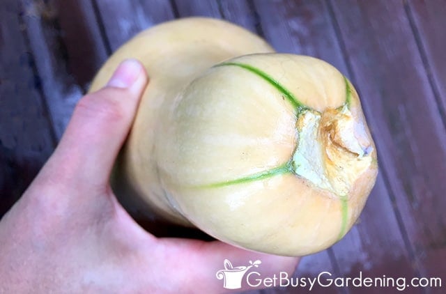 Winter squash with a broken off stem