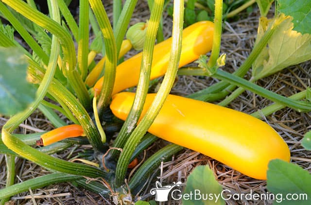 Summer squash ready to harvest