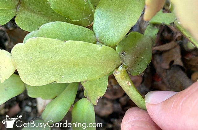 Taking a Christmas cactus stem cutting to propagate