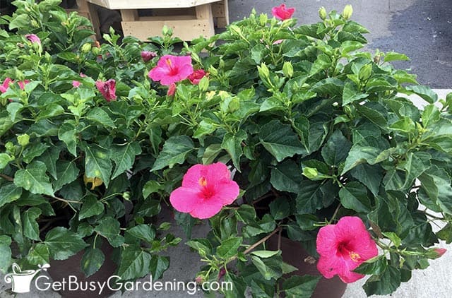 Two hibiscus plants outside during summer
