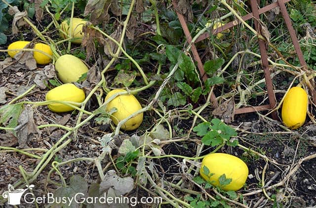Winter squash ready to be picked