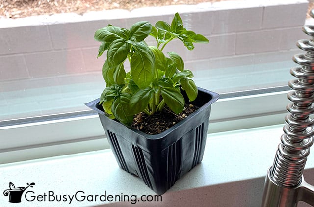 Basil growing in my kitchen window
