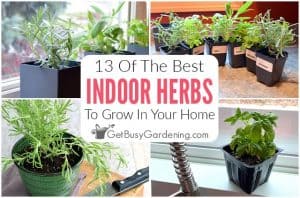 13 Best Herbs To Grow Indoors - Get Busy Gardening