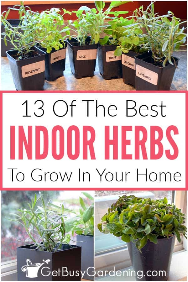 13 Of The Best Indoor Herbs To Grow In Your Home
