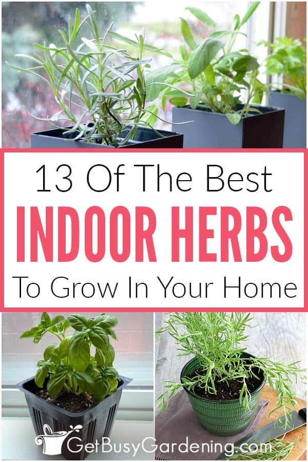 13 Of The Best Indoor Herbs To Grow In Your Home