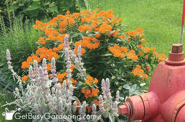 Butterfly weed thriving in salty soil near the street