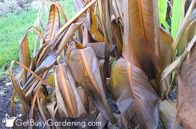 Canna lilies killed by hard freeze in the fall