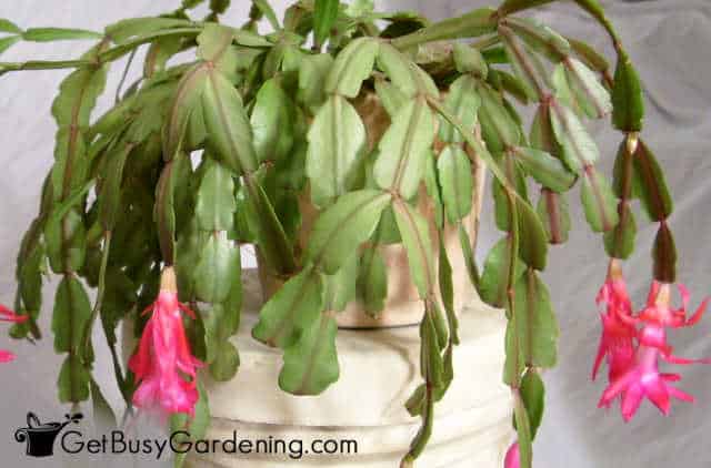 Christmas holiday cactus plant