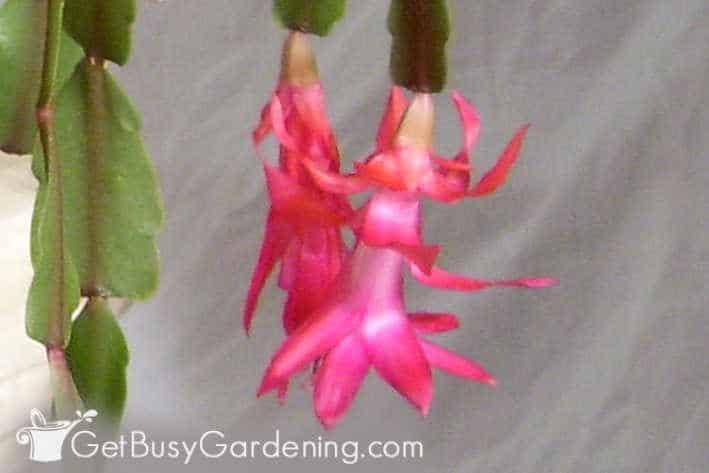 Closeup of Christmas cactus flower