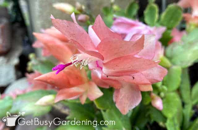 Closeup of Thanksgiving cactus flower