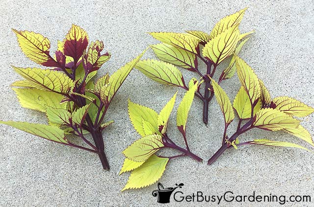 Coleus cuttings ready for propagation