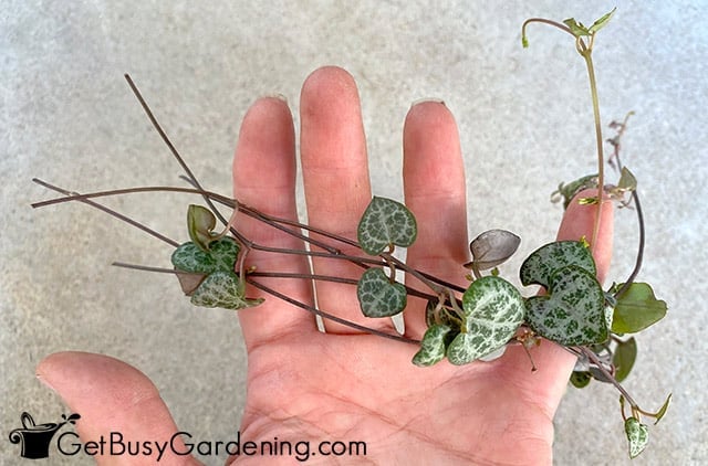 Cut rosary vines ready for propagation
