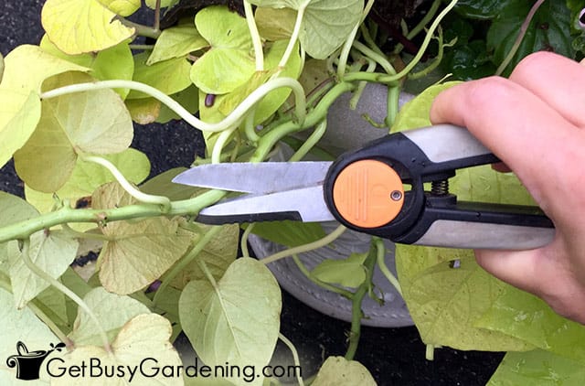 Cutting ornamental sweet potato vines to propagate