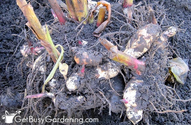 Digging up canna bulbs to overwinter indoors