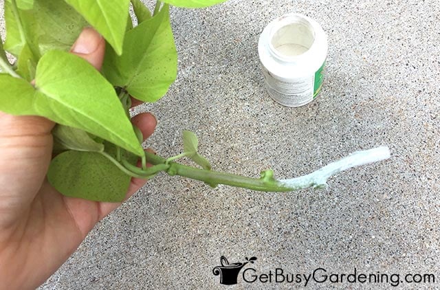 Dipping sweet potato vine cutting in rooting hormone