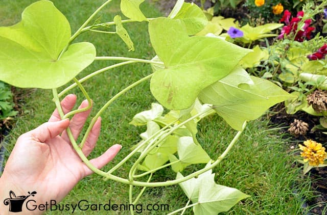 Getting ready to multiply sweet potato vine