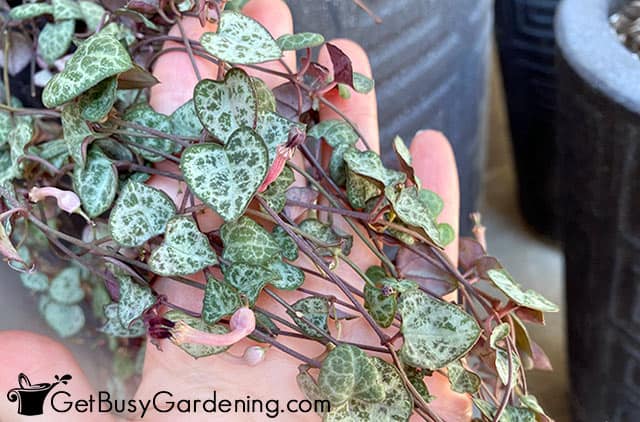 Healthy rosary vines ready for propagation